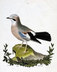 Zoologische Tafel (Ornithologie): Der Eichelhäher (Garrulus glandarius). Illustration in „Die Geschichte der Vögel, gemalt in ihren erscheinenden und empfindlichen Aspekten“ von Francois Nicolas Martinet (1731-1800). Private Sammlung