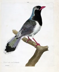 Zoologische Tafel (Ornithologie): Die Kaffeeschmiede (Rotbeakige Pirolla oder Urocissa erythrorhyncha). Illustration in „Die Geschichte der Vögel, gemalt in ihren erscheinenden und empfindlichen Aspekten“ von Francois Nicolas Martinet (1731-1800). Private 
