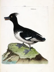 Zoologische Tafel (Ornithologie): Reiherente (Aythya fuligula). Illustration in „Die Geschichte der Vögel, gemalt in ihren erscheinenden und empfindlichen Aspekten“ von Francois Nicolas Martinet (1731-1800). Private Sammlung