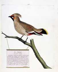Zoologische Tafel (Ornithologie): Der naturgroße Seidenschwanz (Bombycilla garrulus) auf einem Ast. Illustration in „Die Geschichte der Vögel, gemalt in ihren erscheinenden und empfindlichen Aspekten“ von Francois Nicolas Martinet (1731-1800).