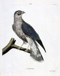 Zoologische Tafel (Ornithologie): Der Fels (Merlinfalke oder Falco colombarius) auf einem Ast. Illustration in „Die Geschichte der Vögel, gemalt in ihren erscheinenden und empfindlichen Aspekten“ von Francois Nicolas Martinet (1731-1800). Private Sammlung.