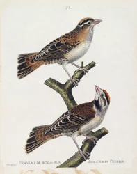 Zoologische Tafel (Ornithologie): Der Waldsperling oder der Entlastungssperling (Hudson-Sperling oder Spizea arborea) und sein Weibchen (entlasteter Sperling oder Petronia petronia). Illustration in „Die Geschichte der Vögel, gemalt in ihren erscheinenden 