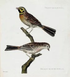 Zoologische Tafel (Ornithologie): von oben nach unten: Männliche und weibliche Haussperlinge (Zizi oder Emberiza cirlus) auf einem Ast. Illustration in „Die Geschichte der Vögel, gemalt in ihren erscheinenden und empfindlichen Aspekten“ von Francois Nicola