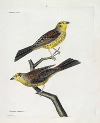 Zoologische Tafel (Ornithologie): Männliche und weibliche Spatzen (Gelbsperling oder Emberiza citrinella). Illustration in „Die Geschichte der Vögel, gemalt in ihren erscheinenden und empfindlichen Aspekten“ von Francois Nicolas Martinet (1731-1800). Priva