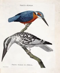 Zoologische Tafel (Ornithologie): Martin pecheur (Alcedo atthis) und Martin pecheur du Senegal (Ceryle rudis). Illustration in „Die Geschichte der Vögel“.