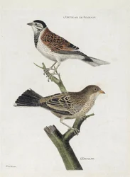 Zoologische Tafel (Ornithologie): Rohrammer (Emberiza schoeniclus) und Ortolan (Emberiza hortulana) auf einem Ast. Illustration in „Die Geschichte der Vögel“.