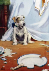 Hund mit zerbrochenem Teller