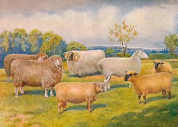 Schafrassen, ca. 1902-1910