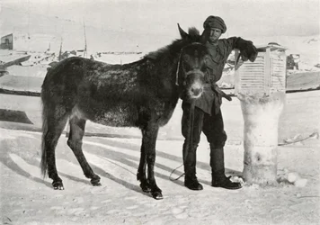 Gran mit Maultier Lal Khan, ca. 1911, 1913