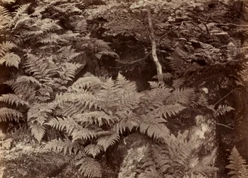 Ohne Titel (Farnstudie)