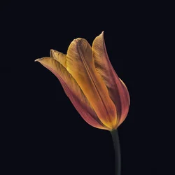 Leuchtende Orange Tulpe