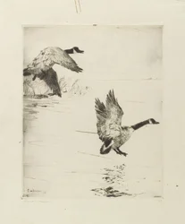 Gänse landen