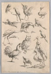 Vogelsammlung, aus dem "Recueil de differentes études d