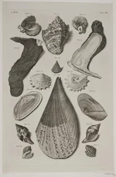 Tafel mit Muscheln. Tafel 8.