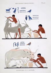 Tierärztliche Arbeit, aus einem seltenen Bericht über Fresken aus Theben, aufgezeichnet 1819-1822 bei seinem zweiten Besuch in Ägypten von Frederic Cailliaud