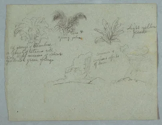 Bambus, Weinrebe und eine junge Palme, Pflanze, und zwei Szenen von Regen, der aus Wolken über Bergrücken fällt, Rio Magdalena, Kolumbien