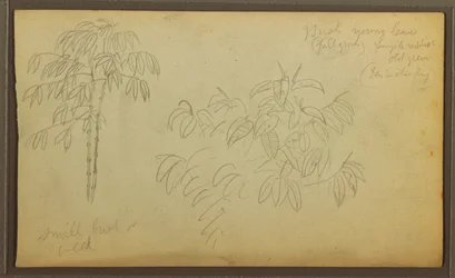 Botanische Skizzen, 1857