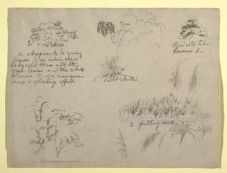 Botanische Skizzen, Kolumbien, 1853