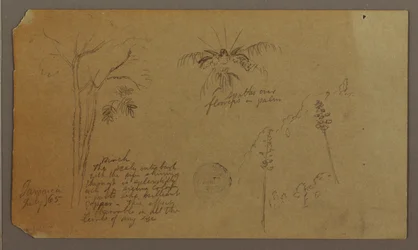 Botanische Skizzen, Juli 1865