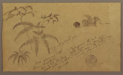 Zeichnung, Botanische Skizzen, Mai–August 1865