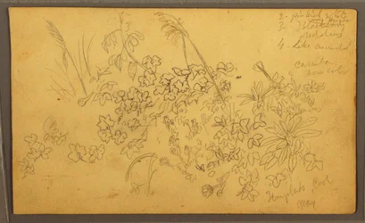 Zeichnung, Botanische Skizzen, Mai 1857