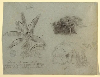 Zeichnung, Botanische Skizzen, Südamerika, Mai 1853?