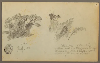 Zeichnung, Botanische Studien aus Kolumbien, Juli 1853
