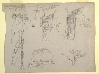 Zeichnung, Botanische Studien vom Rio Magdalena, Kolumbien: Parasit, Toter Baum, 1853