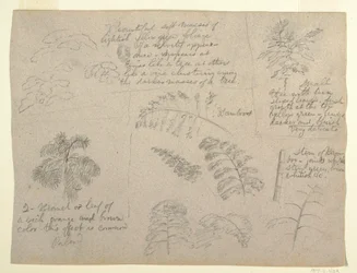 Zeichnung, Botanische Studien, gesehen vom Rio Magdalena, Kolumbien, 1853