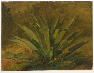 Zeichnung, Botanische Studie, 1865–66