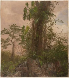 Zeichnung, Feigenbaum und Wilder Philodendron, 1865