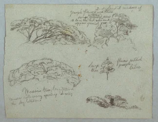 Fünf Studien von Baumwipfeln, Rio Magdalena, Kolumbien, 1853, wahrscheinlich Mai