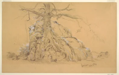 Königssee Baum, 16. Juli 1868