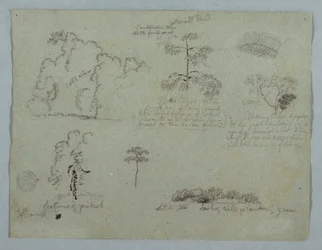 Zeichnung, Naturstudien einschließlich eines Kandelaberbaums mit einem Faultier, Rio Magdalena, Kolumbien, Mai 1853
