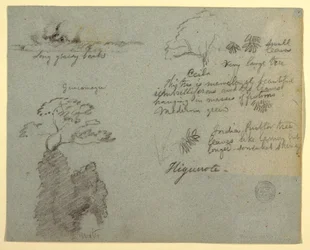 Flussufer und botanische Skizzen aus Higuerote, Ecuador, Mai 1853