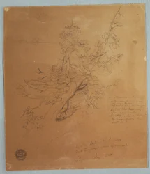 Rauer Baum an der kanadischen Bank unterhalb der Niagarafälle, September 1856