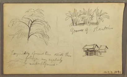 Zeichnung, Straßenecke in Guaquil, Ecuador; Verso: Botanische Skizzen, Haus, Ecuador oder Kolumbien, 1857