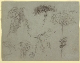 Studien von Bäumen, Ecuador, 1853
