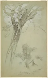 Studie von Baumstamm, Schmarotzerpflanze und Palmenpflanze, Jamaika, Juni 1865