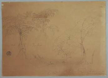 Studie von zwei Bäumen und drei Pflanzen, in der Nähe von Jorje, Ecuador, 23. Juli 1857