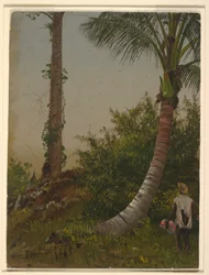 Bäume in Jamaika, Westindische Inseln, 1865