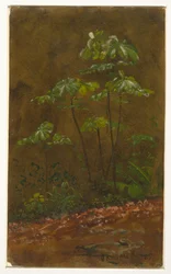Zeichnung, Trompetenbaum, Mai 1865