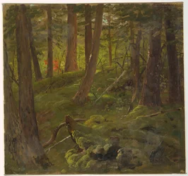 Wald in Jamaika