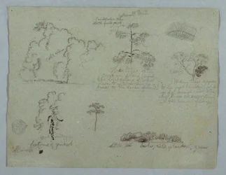 Naturstudien einschließlich eines Kandelaberbaums mit einem Faultier, Rio Magdalena, Kolumbien