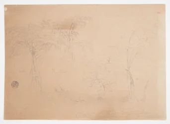Studie von zwei Bäumen und drei Pflanzen, in der Nähe von Jorje, Ecuador