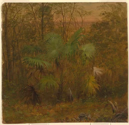 Thatch-Palme, Jamaika