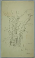Baum mit vielen getrennten Stämmen in der Nähe von Jorje, Ecuador, Juni 1857