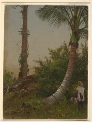 Bäume in Jamaika, Westindien