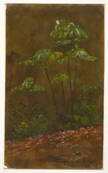 Trompetenbaum, Jamaika