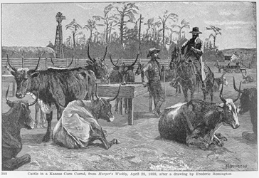 Rinder in einem Maiskorrall in Kansas, Illustration aus 